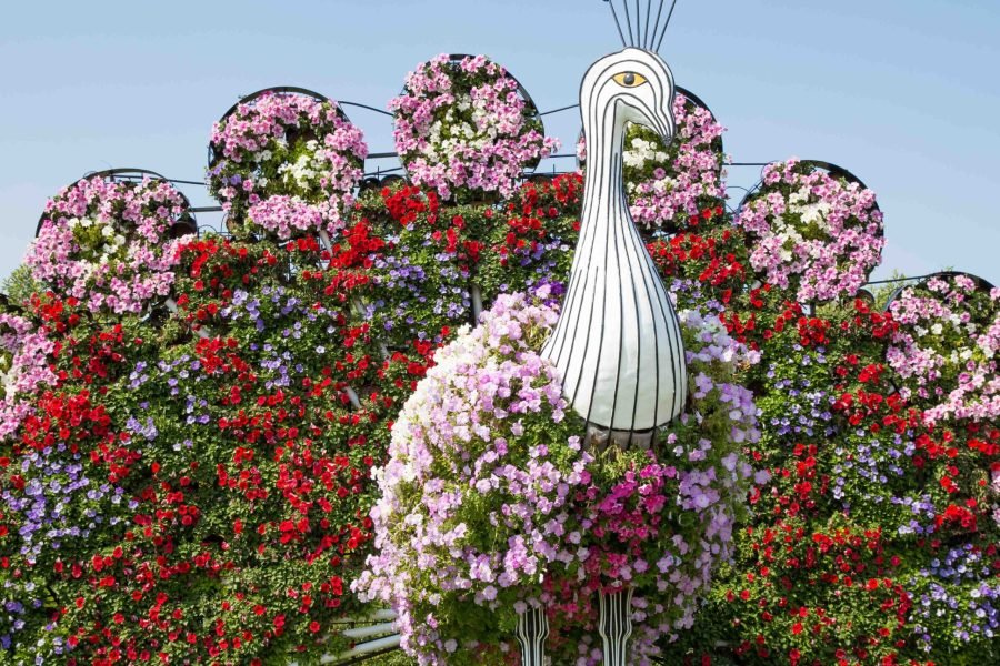 Dubai Miracle Garden