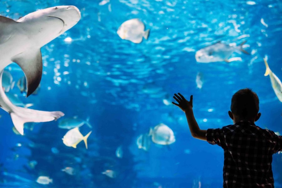 The Lost Chambers Aquarium