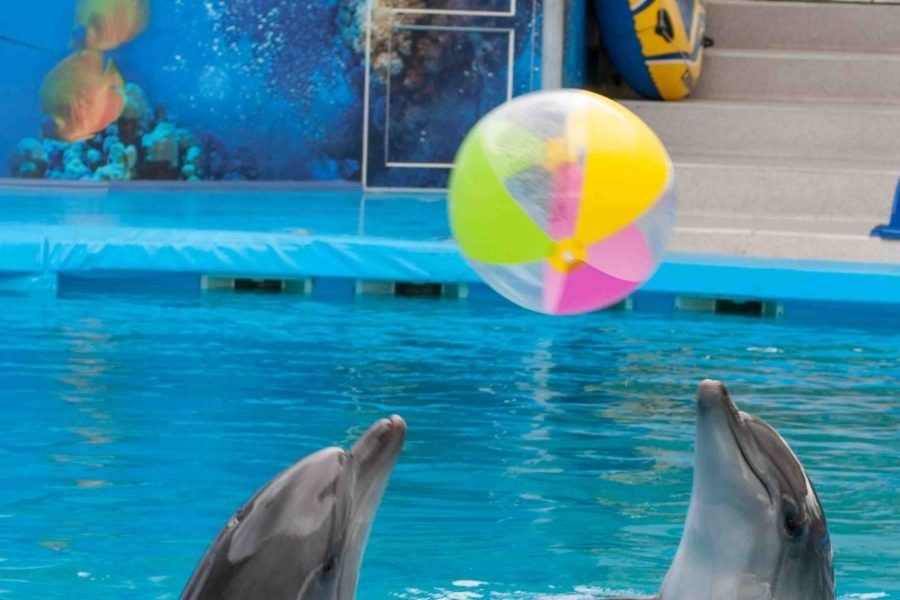 Dubai Dolphinarium Experience